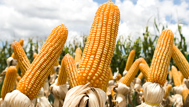 玉米种子热销，万向德农前三季度预计净利同比增长超1倍