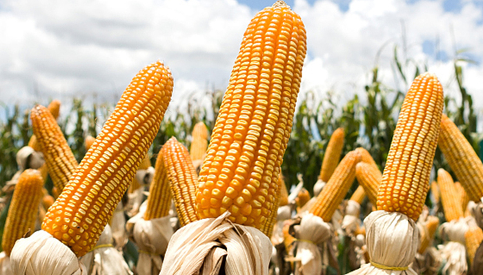 玉米种子热销，万向德农前三季度预计净利同比增长超1倍