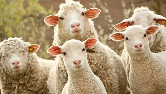 薅羊毛,消费习惯,年轻人