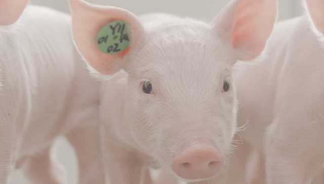 三季度上市猪企业绩明显回暖，生猪价格波动风险上升