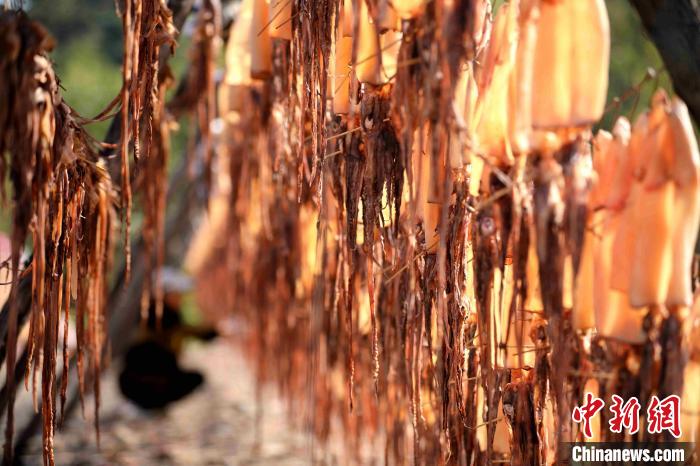 山东日照：鱼虾丰收“晒秋”忙