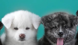 资本热，萌宠兴