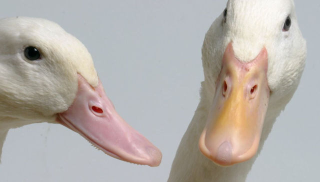 祖代雏鸭毛利高达95%的樱桃谷冲击IPO，要关注近三年业绩波动风险