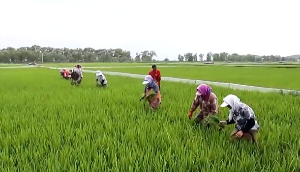 央视报道丨邮储银行助力夏管有序推进