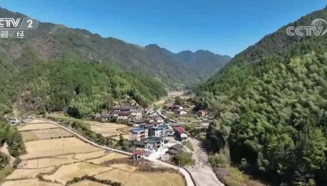 丹桂,桂花蜜,特色产品,飘香,浦城县,加工企业,花期,筛分,忠信镇,桂花糕