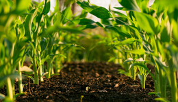 垂直農(nóng)業(yè)未來已來，把“農(nóng)田”搬進(jìn)大樓，讓農(nóng)業(yè)回歸城市