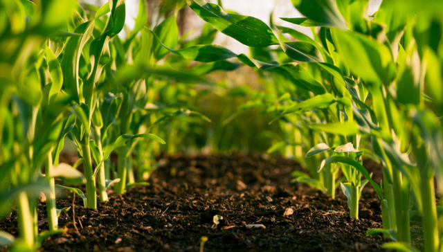 垂直农业,科技创新