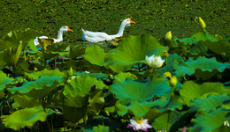 第八屆上海國際自然保護(hù)周開幕，吉祥物“申申”首次作為3D虛擬主持人亮相