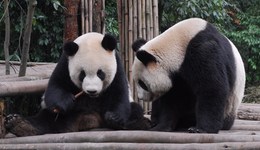 大陸贈(zèng)臺(tái)熊貓“團(tuán)團(tuán)”疑患惡性腦瘤，健康狀況持續(xù)惡化