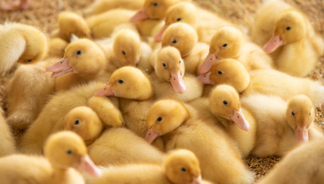 禽类养殖公司三季报业绩攀升，但原料上涨令几家欢喜几家愁