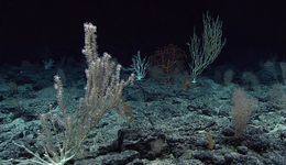 利用新興技術，揭開深海生物神秘面紗