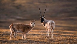 我國(guó)藏羚羊數(shù)量增至約30萬(wàn)只，仍需加強(qiáng)種群和棲息地保護(hù)