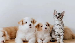 宠物赛道意外火了，行业龙头们相继奔赴IPO