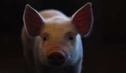 “江西首富”林印孫歷險(xiǎn)記