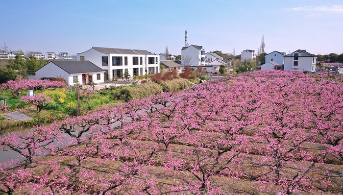 上海，奉贤，吴房村，农村振兴
