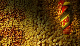 前三季业绩普增，股价却遭暴跌，白酒股的后市前景如何看待？