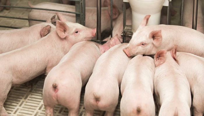 三季度业绩暴涨解渴牧原股份，成本控制仍是“必争之地”