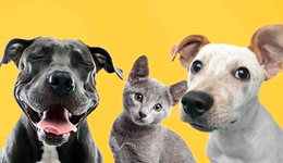 千億賽道新風(fēng)向：毛孩子要享科技的福，鏟屎官激情買單？