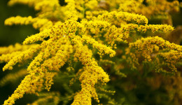 【專訪】生物安全專家萬方浩：外來入侵物種防控應(yīng)“一種一策”