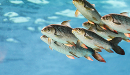 寄生蟲并不討厭，而是一個(gè)奇跡 | 一周新書推薦