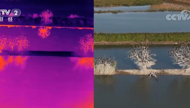 沉湖,鸬鹚,鸟类,棕头鸦雀,湿地自然保护区,候鸟迁徙,景观,远处,前进方向,色差