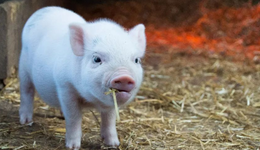 摸著新希望過河，跨過豬周期的海大集團仍有軟肋