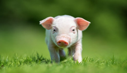 猪企晒10月成绩单：猪价环比小幅下滑，新希望、温氏股份等卖猪收入同比翻倍