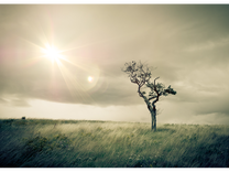 中加博裕純債債券基金經(jīng)理張楠離任，因工作需要