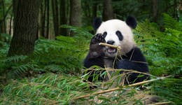 直通部委 | 國務(wù)院批復(fù)同意《國家公園空間布局方案》 全國將建成10億畝高標(biāo)準(zhǔn)農(nóng)田