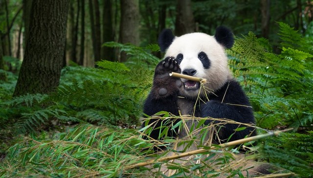 直通部委 | 国务院批复同意《国家公园空间布局方案》 全国将建成10亿亩高标准农田