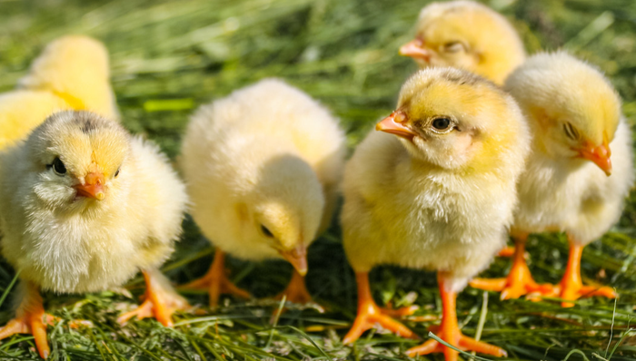 A股,民和股份,002234.SZ