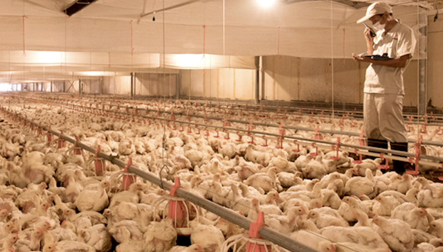 这家投了奈雪、%Arabica咖啡的公司要接盘凤祥股份