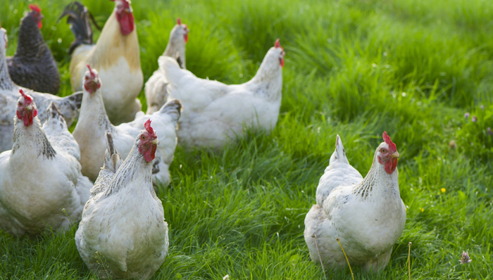 A股,益生股份,民和股份