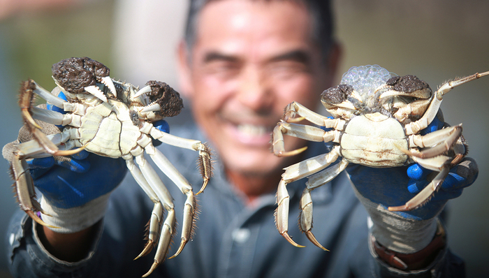 从区域食物到全国美味，大闸蟹产业是如何发展起来的？