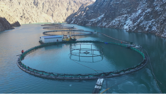 160万粒鱼卵从丹麦飘洋过海，中国冷水鱼产业存10倍增长空间