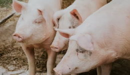 豬企的好日子回來(lái)了？