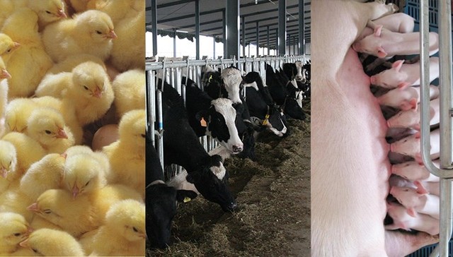 益生股份10月白羽鸡苗销售收入同比大幅增加，未来需关注父母代鸡苗供给紧缺