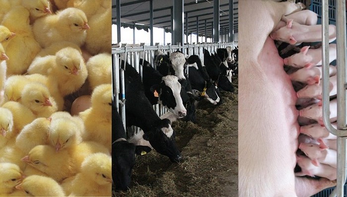 益生股份10月白羽鸡苗销售收入同比大幅增加，未来需关注父母代鸡苗供给紧缺