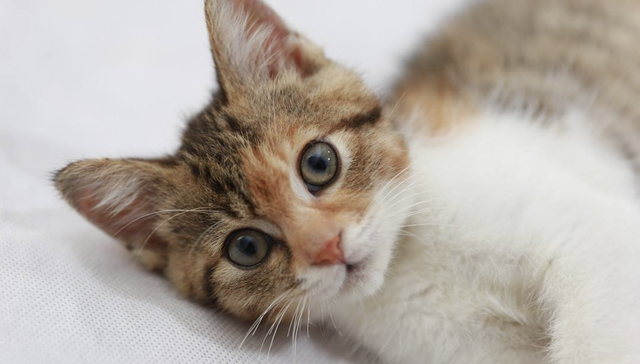 乖宝宠物,谢霆锋,IPO,消费,招股书