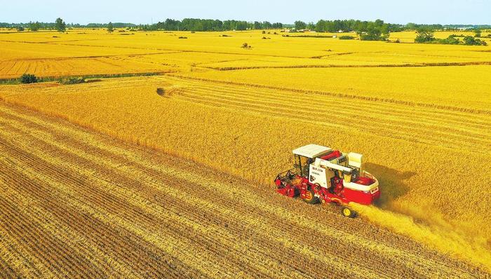 小麦价格高位震荡，米面企业成本上升