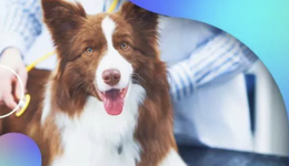 中瑞供应链并购频频，瑞普、瑞派之外，李守军的并购路