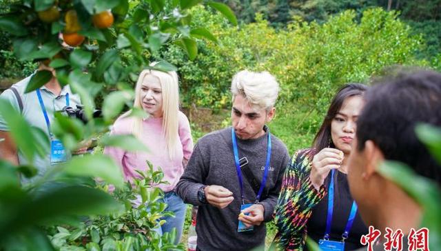 砂糖,百香果,村集体经济,广西百色市,十三五,乡村,种植基地,青年,贫困户,蜕变