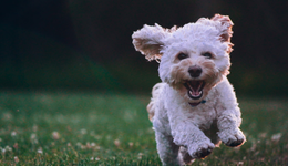 “寵物經(jīng)濟(jì)”愈演愈熱，行業(yè)凸顯哪些機(jī)會(huì)？