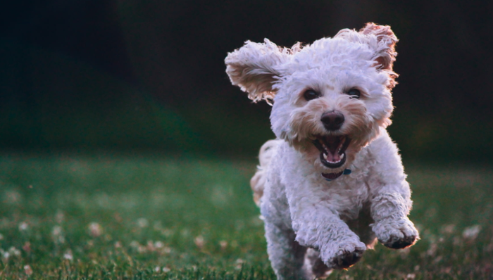 资本市场,融资,宠物经济