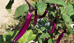 种菜能有超过40%的毛利率？富景中国四战港交所