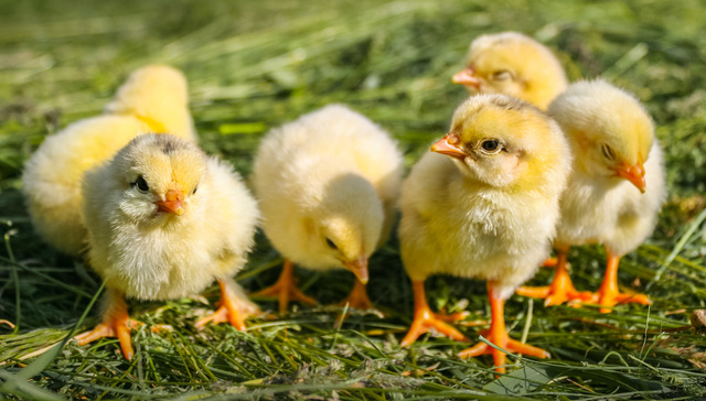 禽流感席卷欧美，国内鸡苗价格涨了3倍