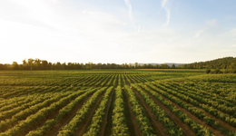 光伏巨擘刘汉元集中整合传统农业业务，或剥离出上市公司？通威回应