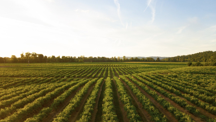 通威股份,光伏,农业,跨界