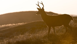 动力电池变局：从三分天下到群雄逐鹿