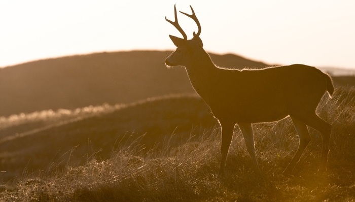 电动汽车,动力电池,全球市场,特斯拉,LG,宁德时代,比亚迪,特斯拉